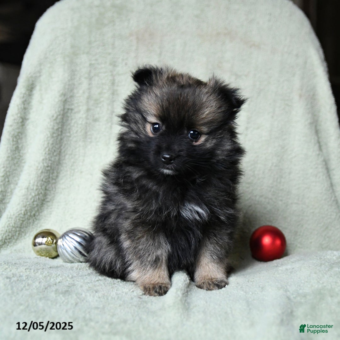 Pomeranian dogs for sale: Rascal - Ad 5