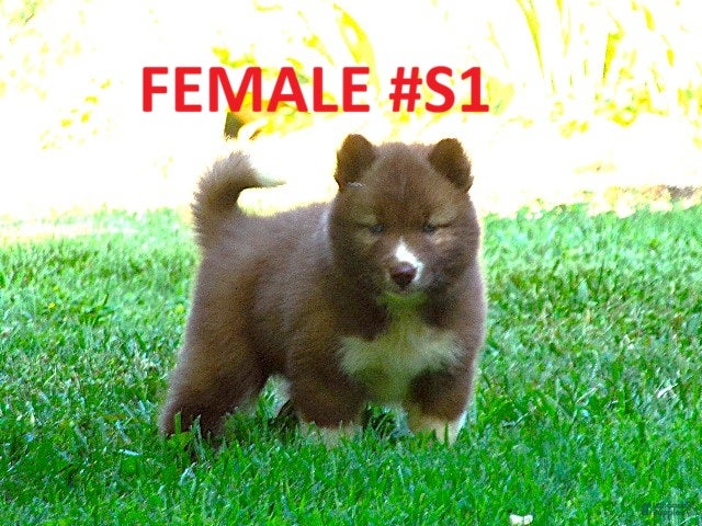Siberian Husky dogs S1 - Ad 1