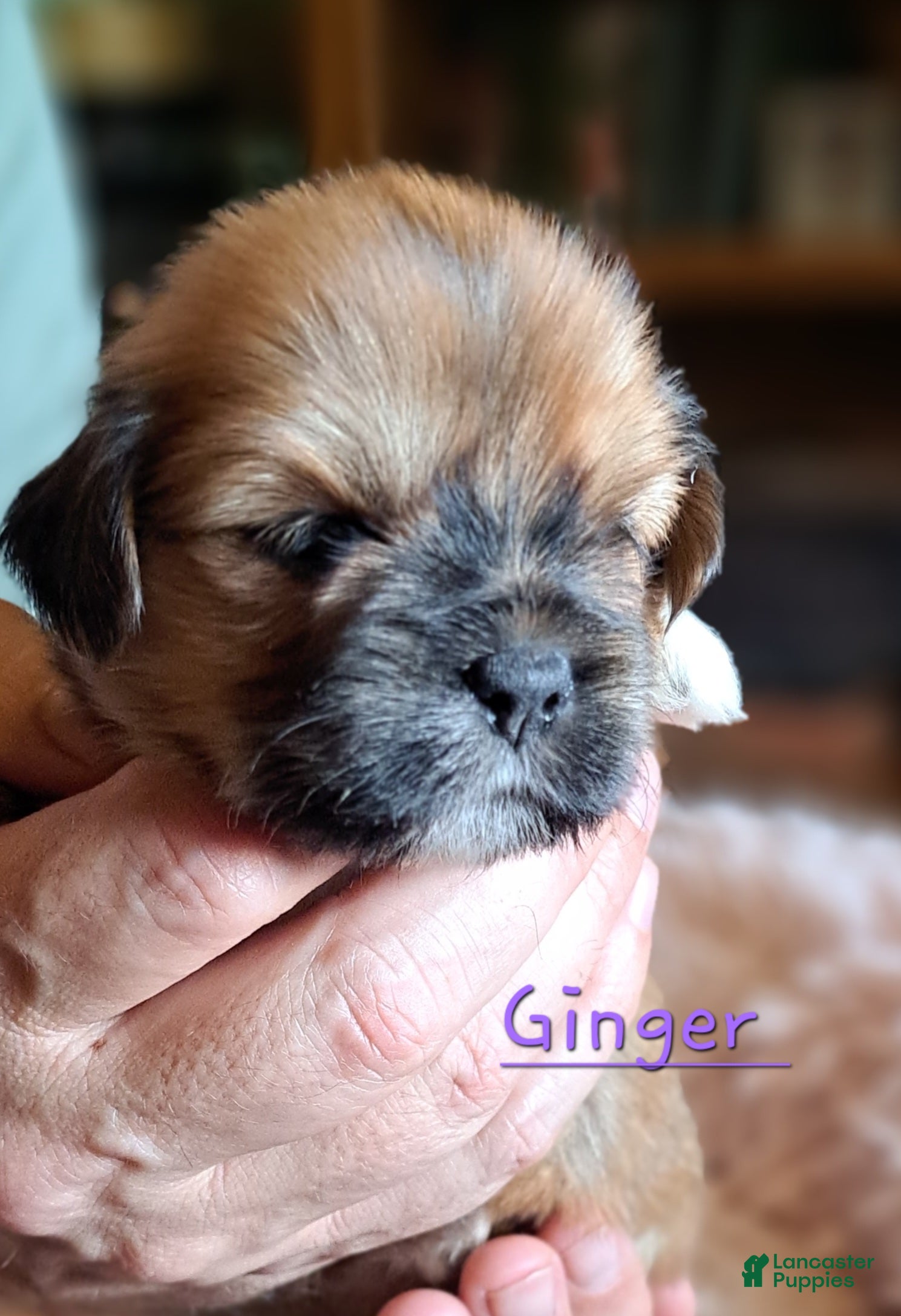 Lhasa Apso dogs for sale: Ginger - Ad 2