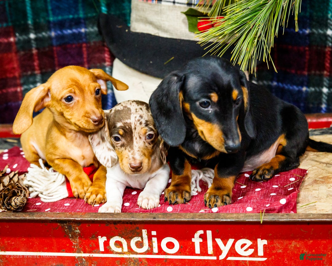 Miniature Dachshund dogs for sale: Ralph - Ad 16