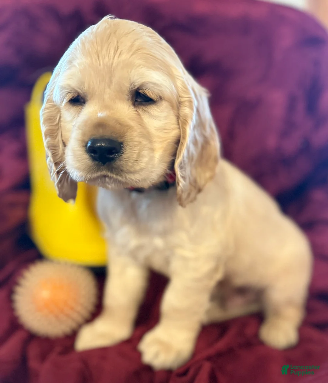 Cocker Spaniel dogs for sale: Cocker Spaniel Puppy ECHO - Ad 1