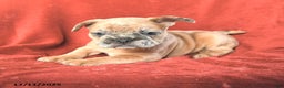 French Bulldog dogs for sale: Archie - Ad 4