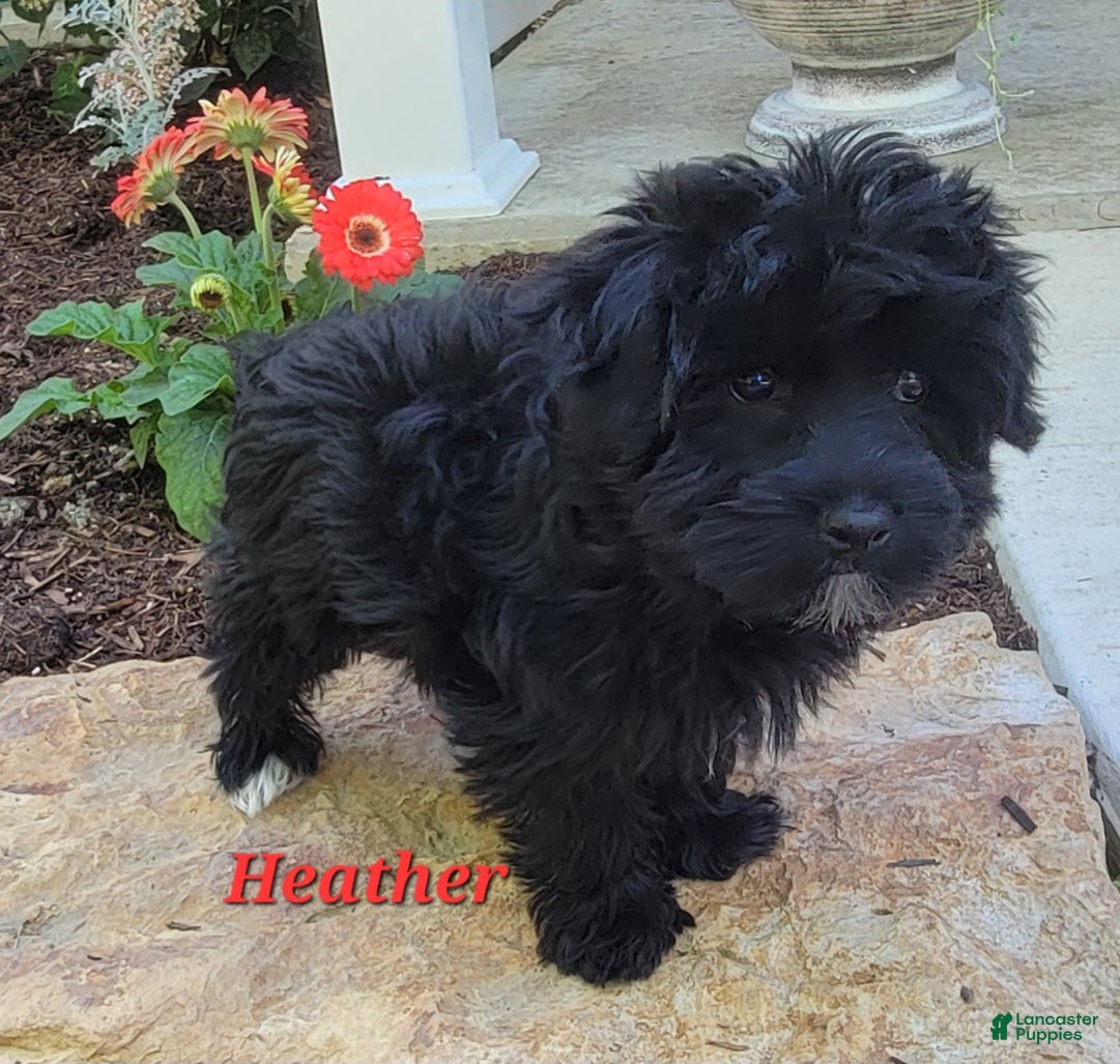 Morkie dogs Heather - Ad 2