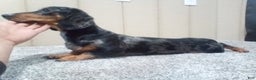 Miniature Dachshund dogs for sale: Blake - Ad 12