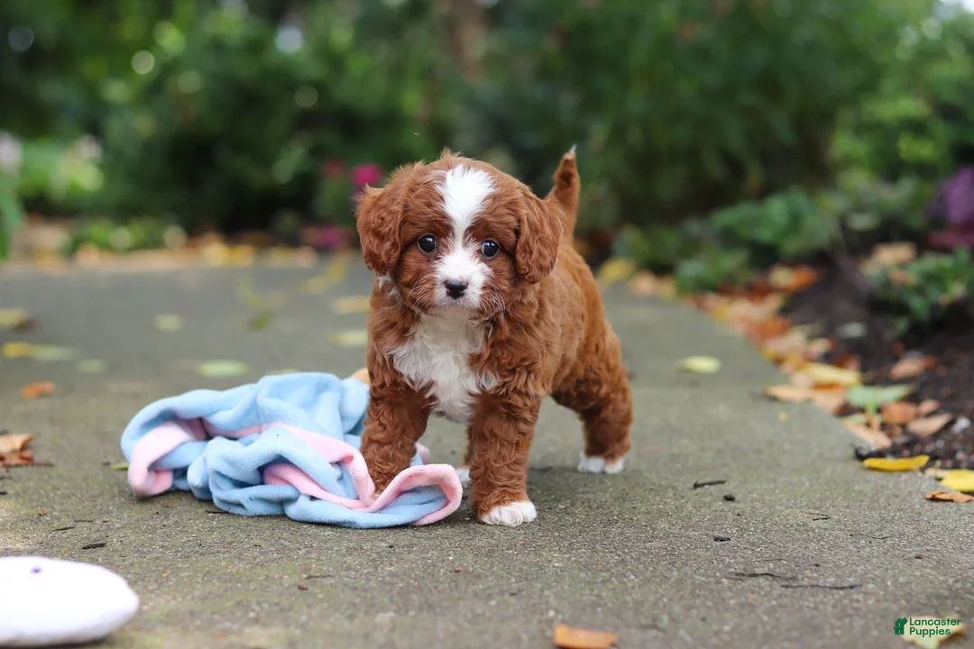 Cavapoo dogs for sale: Ellie - Ad 1
