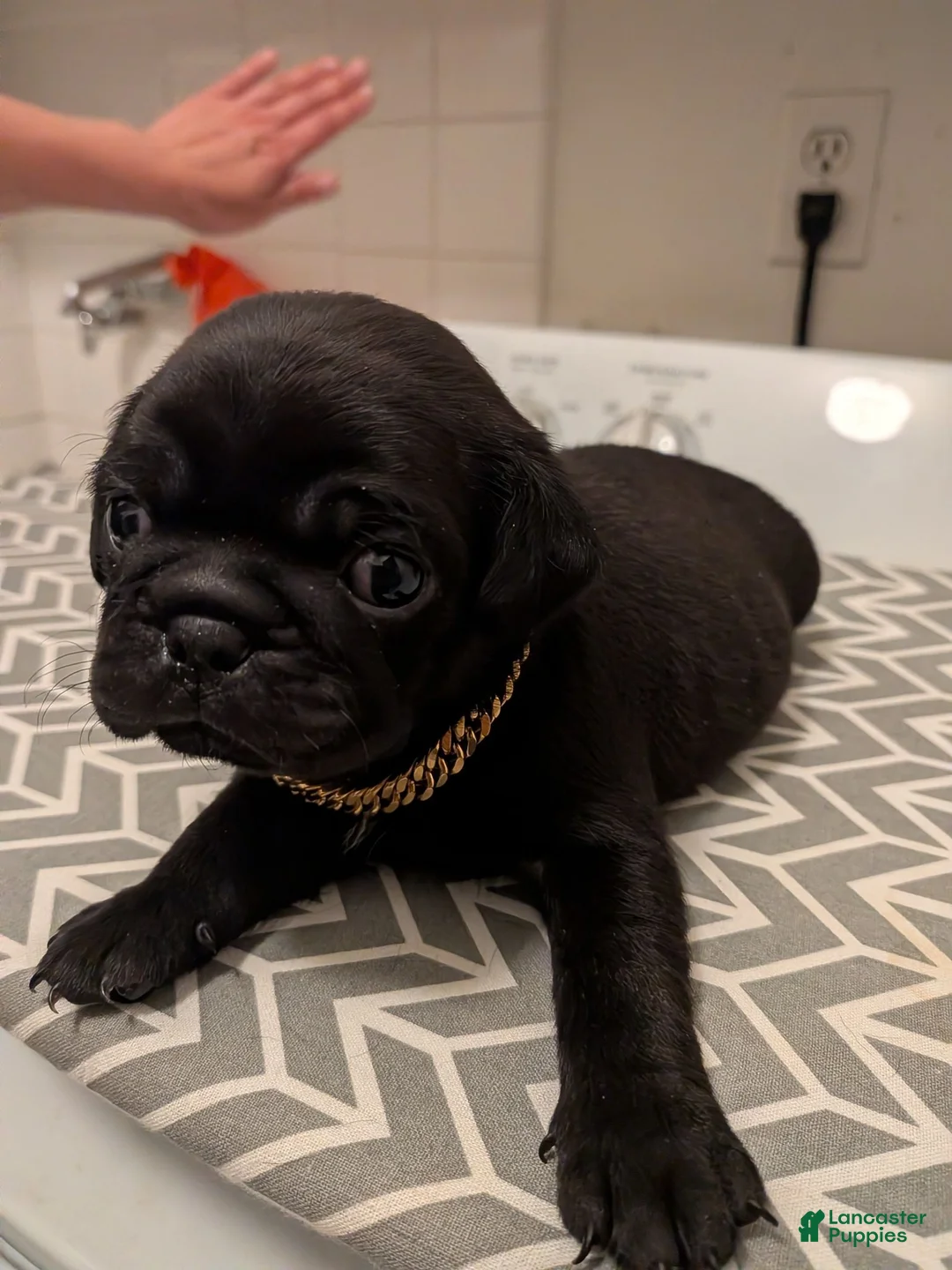 Pug dogs for sale: Pug 2 - Ad 1