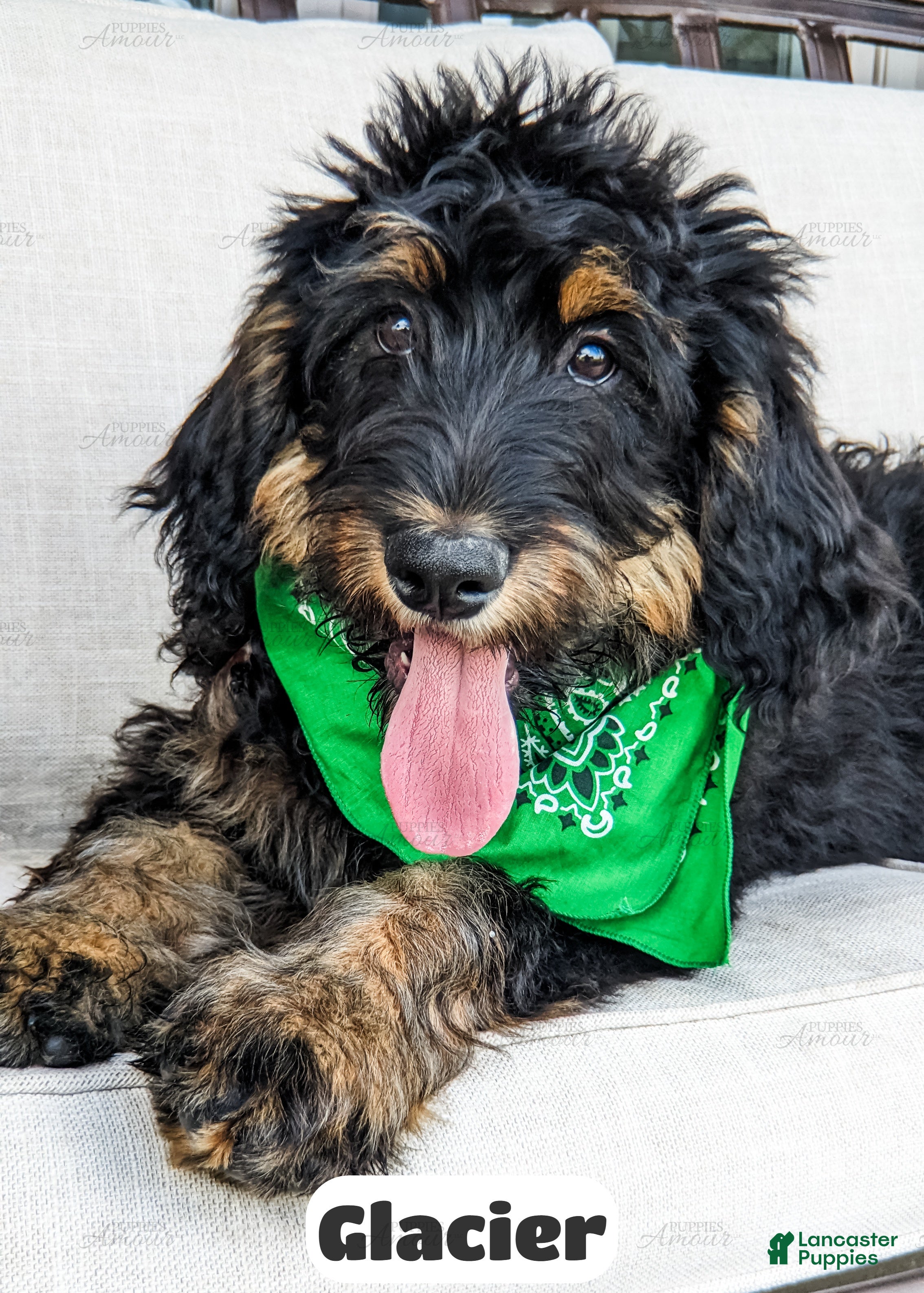 Bernedoodle dogs Glacier - Ad 1