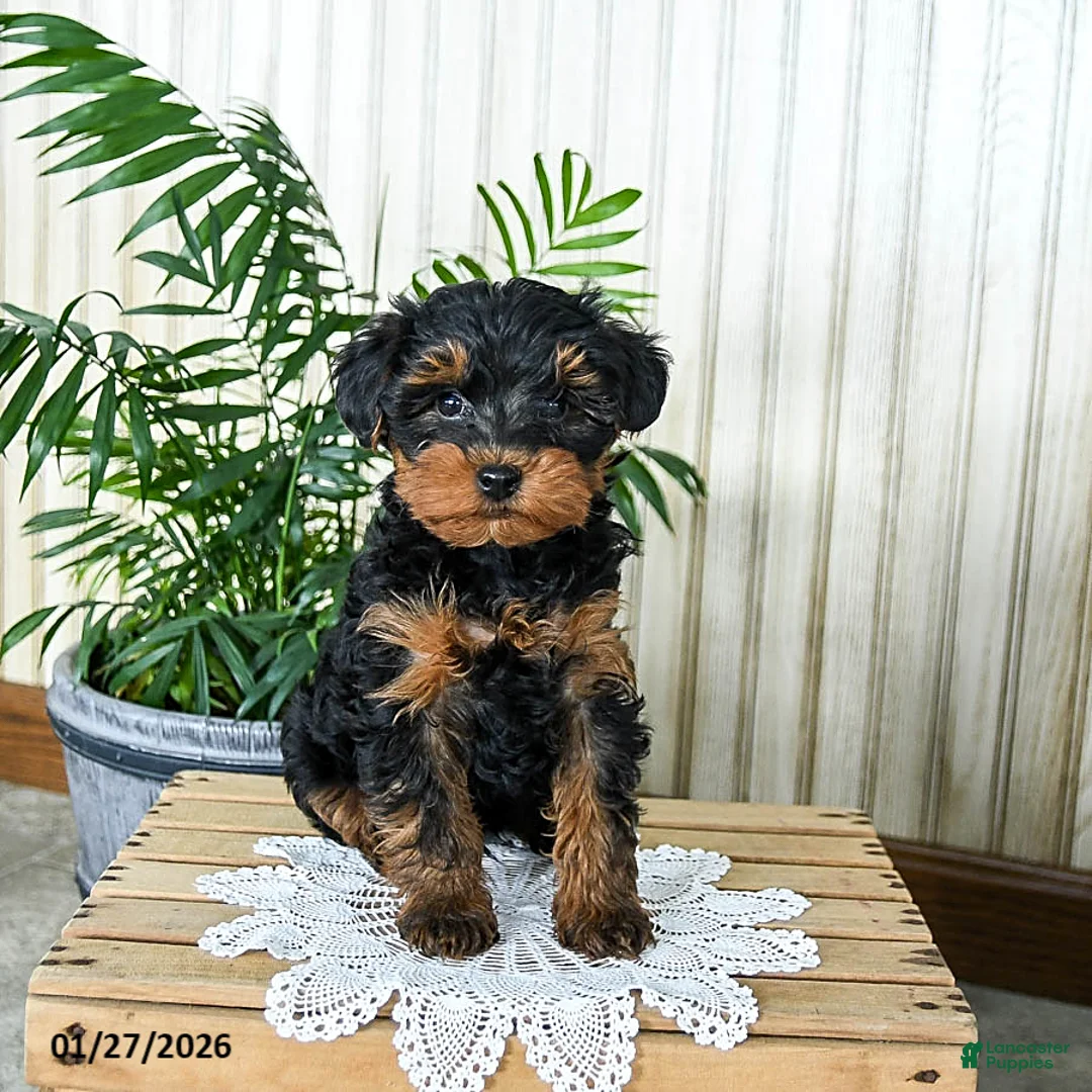 Yorkiepoo dogs for sale: Bingo - Ad 3