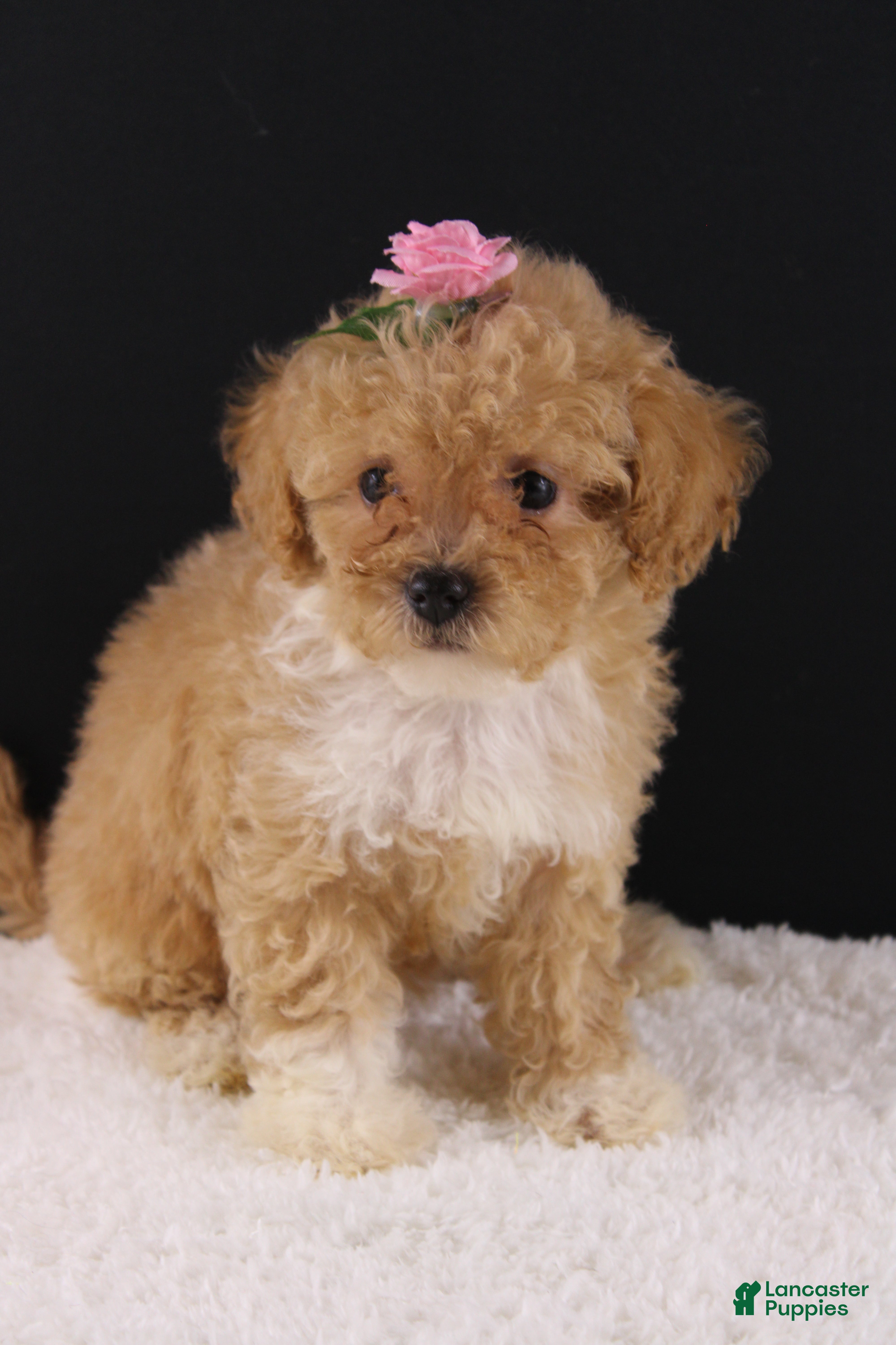 Shihpoo dogs Piper - Ad 2
