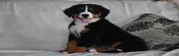 Bernese Mountain Dog dogs for sale: Maggie - Ad 5