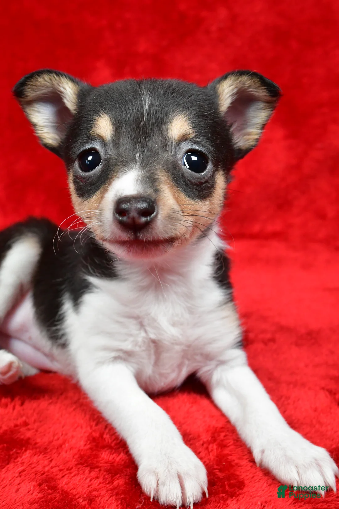 Toy Fox Terrier dogs for sale: Sadie - Ad 4