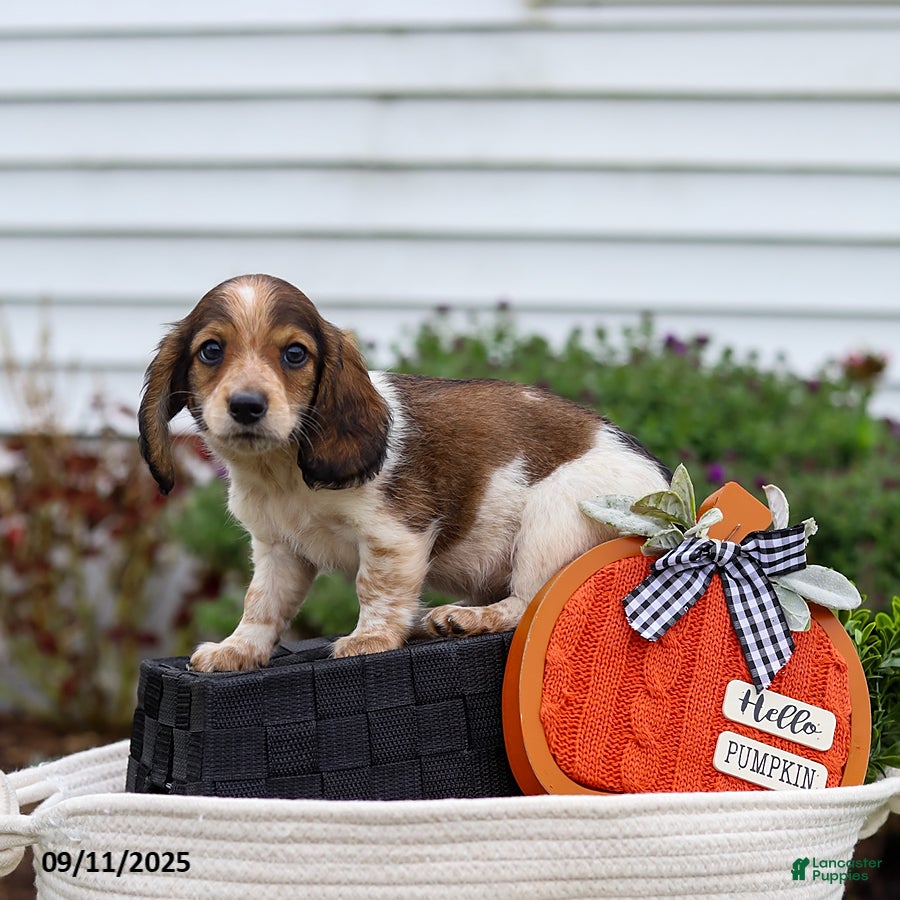 Miniature Dachshund dogs Dylan - Ad 4