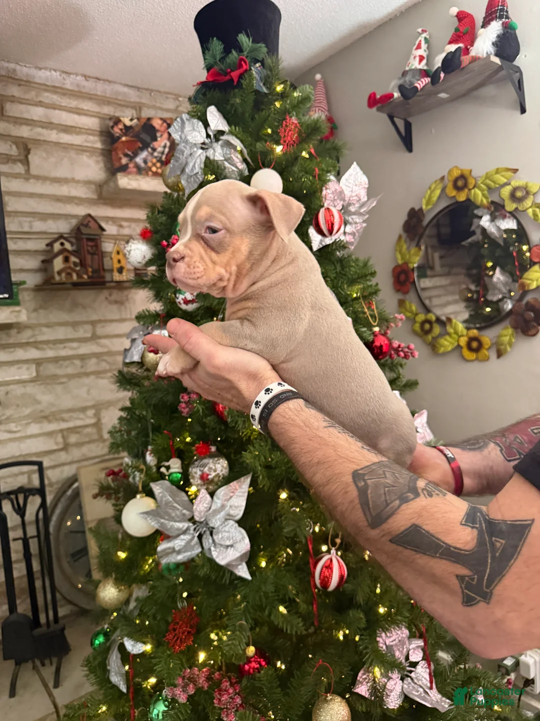 American Bully dogs for sale: Leo - Ad 4