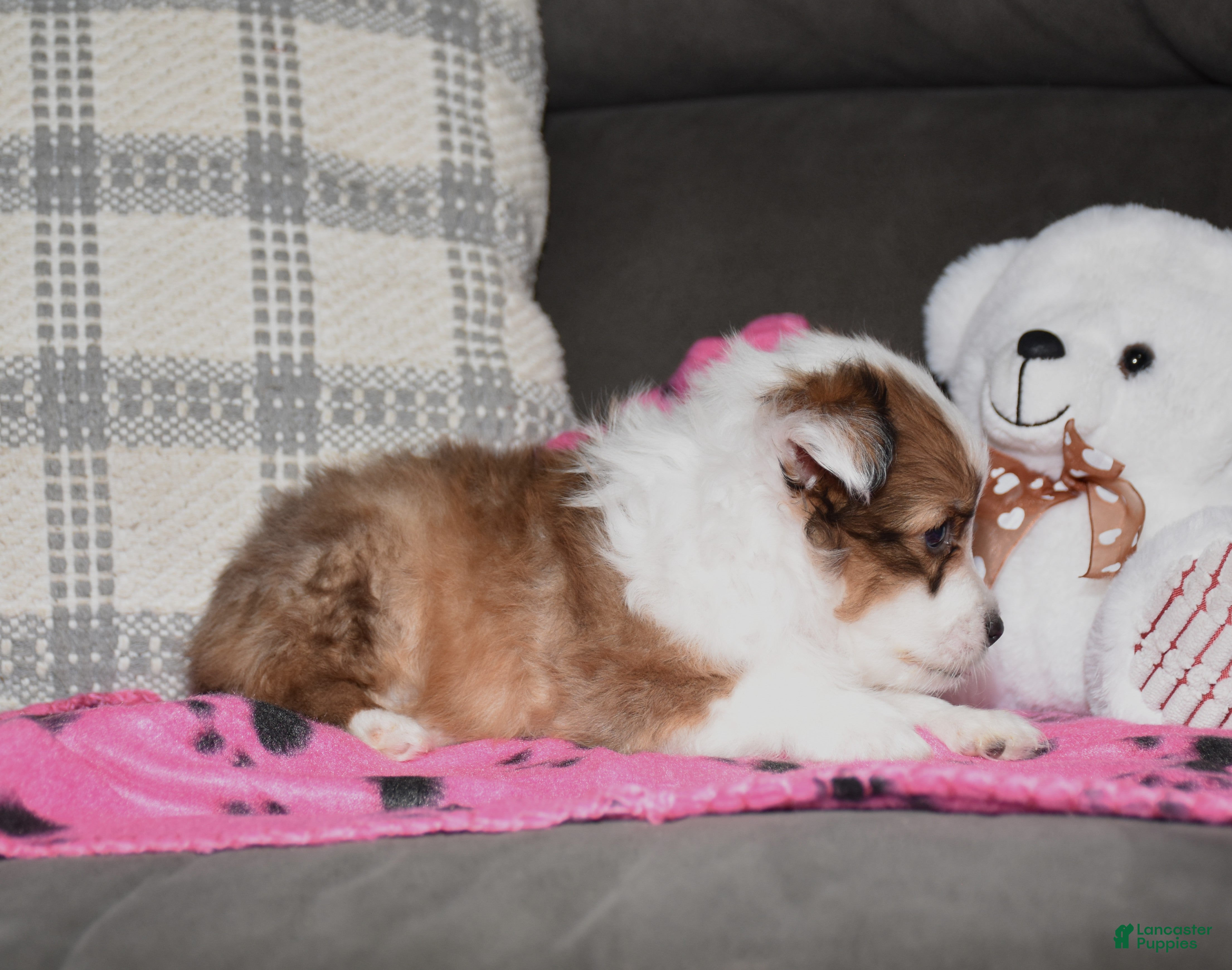 Shetland Sheepdog dogs Zalli - Ad 2