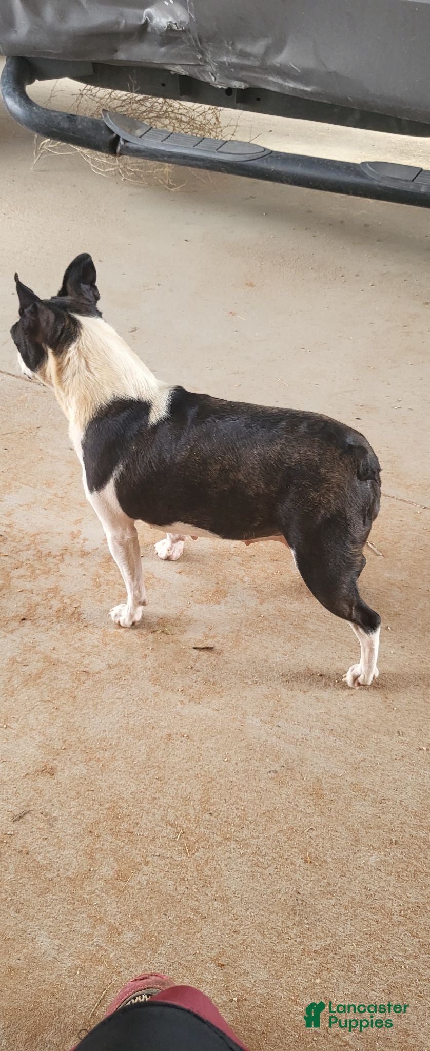 Boston Terrier dogs Boston Terrier 1 - Ad 2