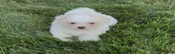 Teddy Bear dogs for sale: Joey - Ad 1