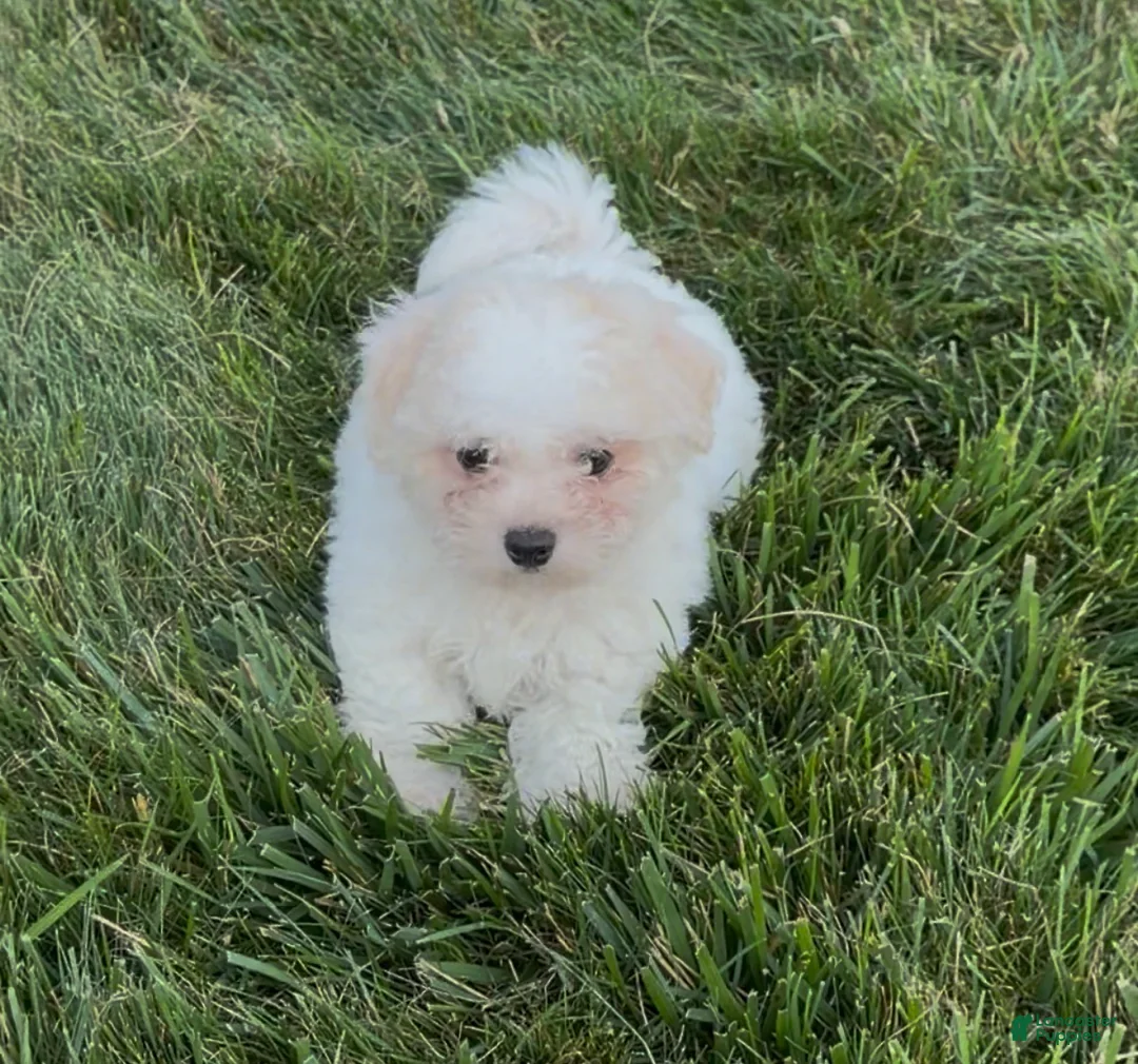 Teddy Bear dogs for sale: Joey - Ad 1
