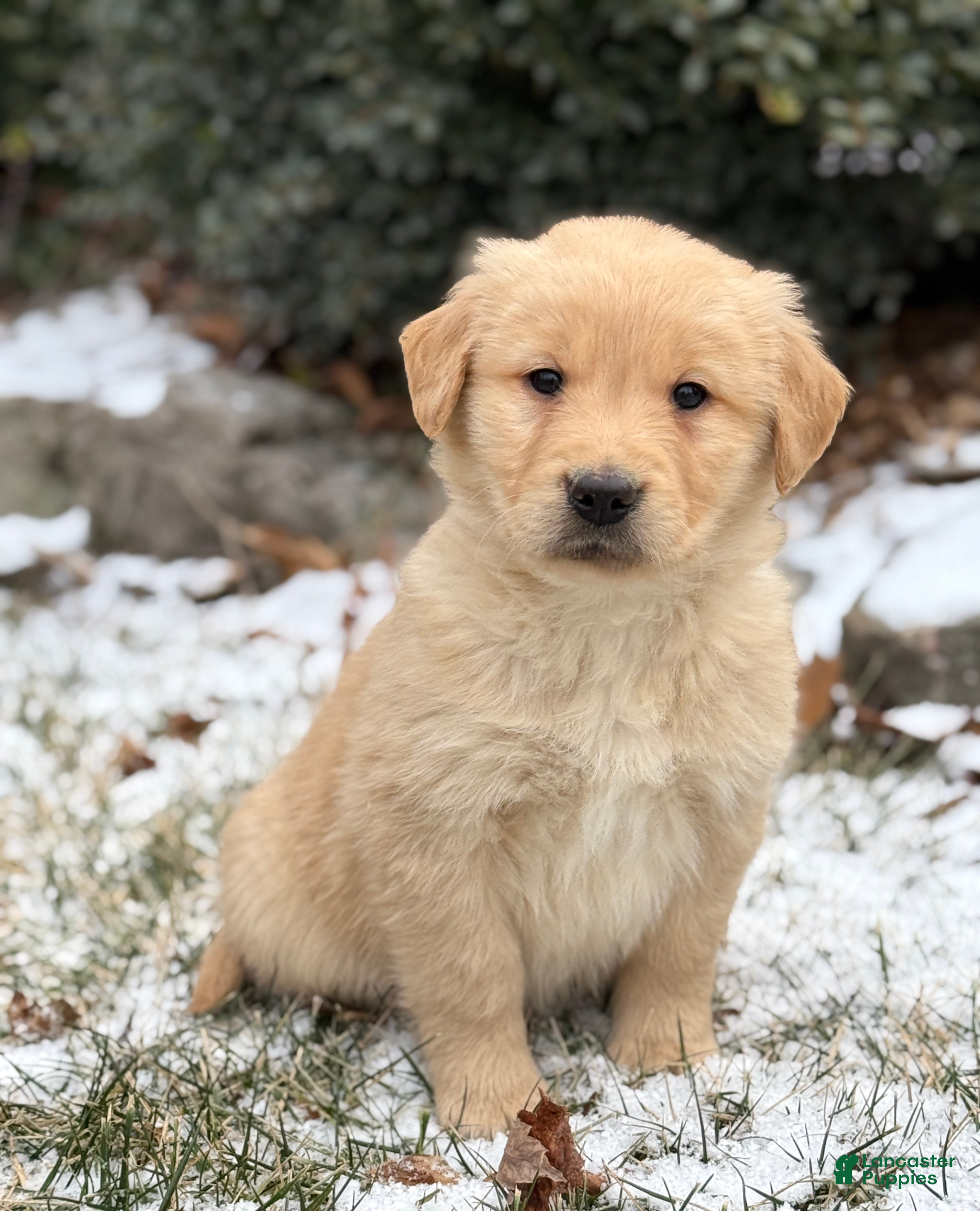Golden Retriever dogs Seleah - Ad 7