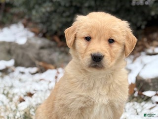 Golden Retriever dogs Seleah - Ad 4