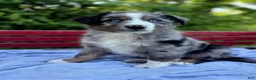 Australian Shepherd dogs for sale: Pokie - Ad 5
