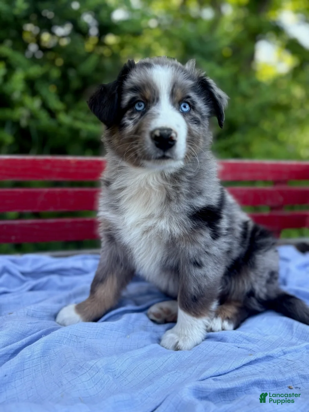 Australian Shepherd dogs for sale: Pokie - Ad 5
