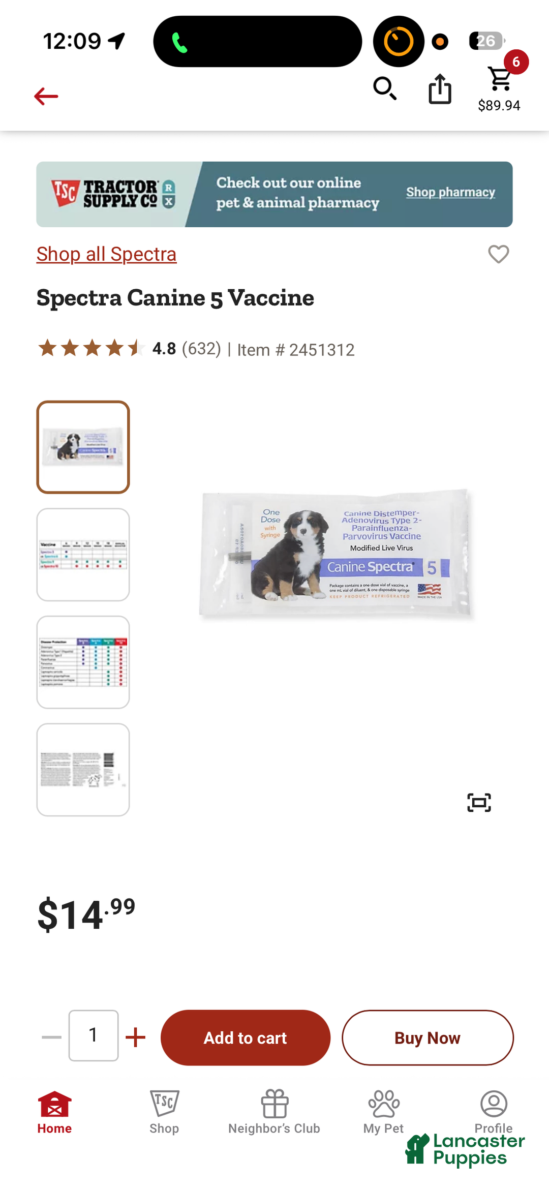 American Bully dogs for sale: Milli - Ad 8