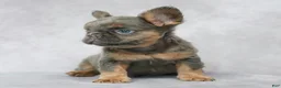 French Bulldog dogs for sale: Brady - Ad 5