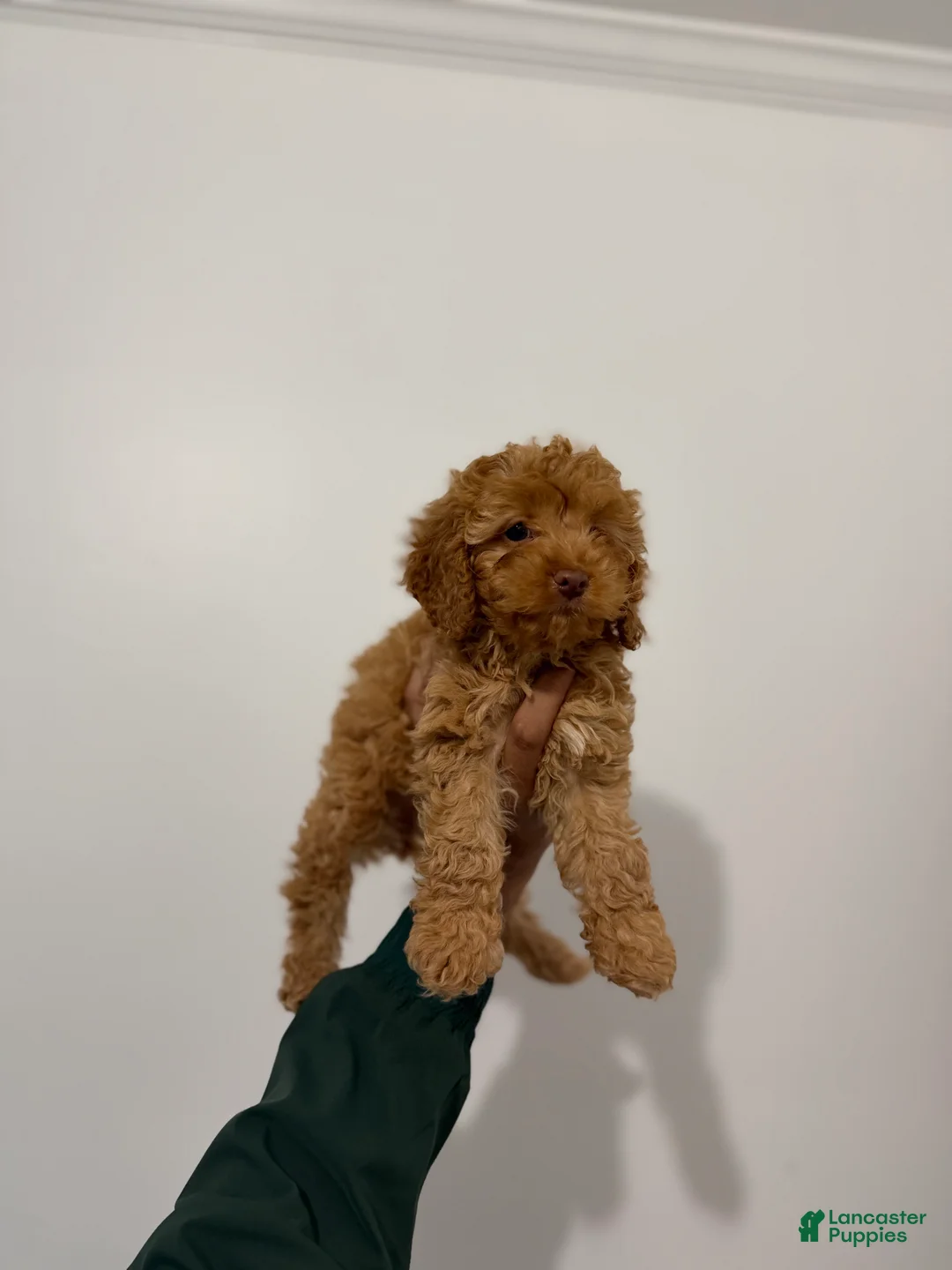 Toy Poodle dogs for sale: Dream - Ad 2