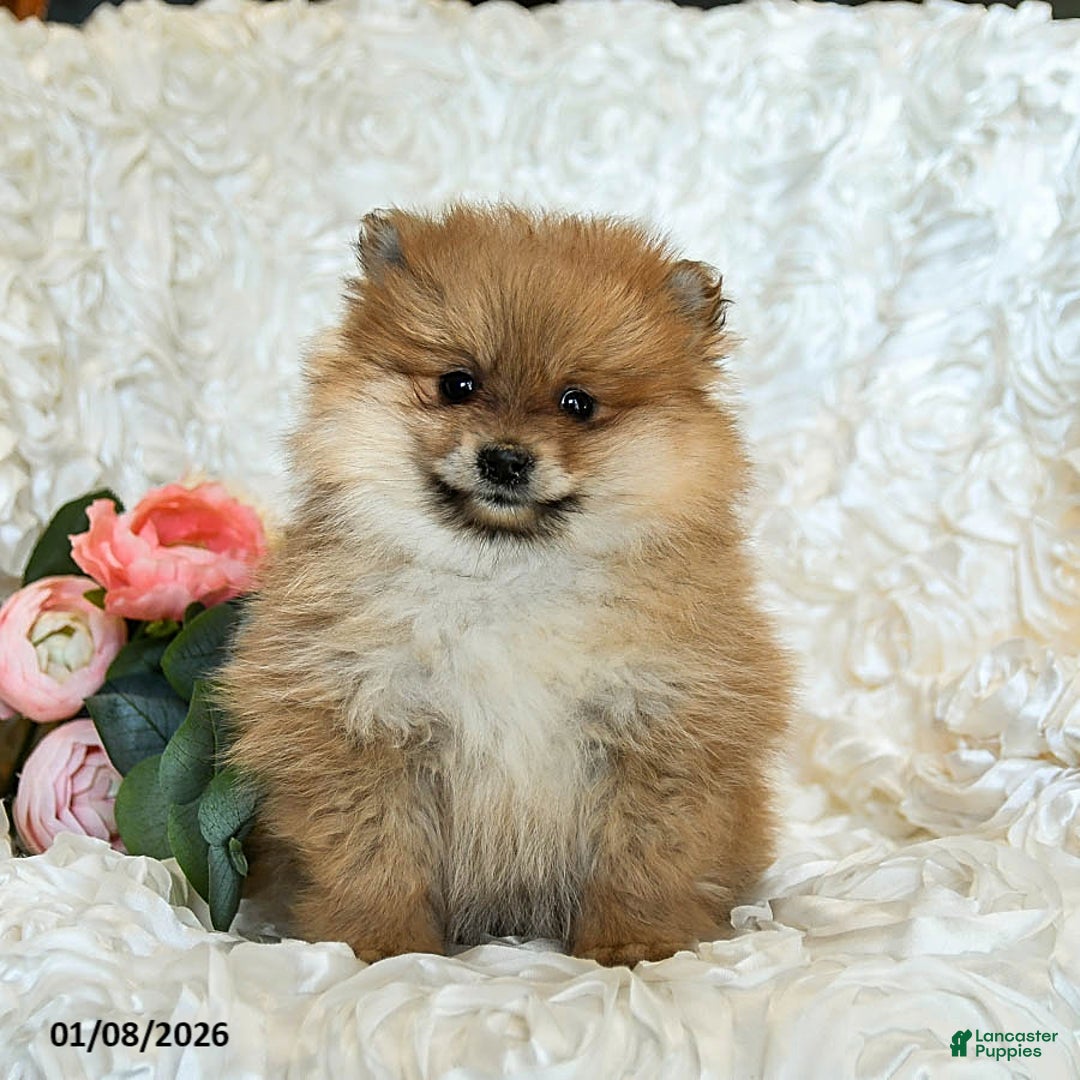 Pomeranian dogs for sale: Remy - Ad 3