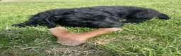 Labradoodle dogs for sale: Shadow - Ad 17
