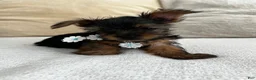 Yorkshire Terrier dogs for sale: Yorkshire Terrier 1 - Ad 4