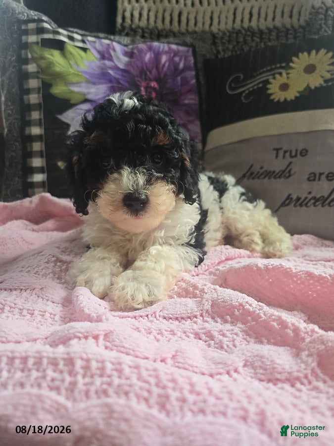 Miniature Poodle dogs Tina - Ad 2