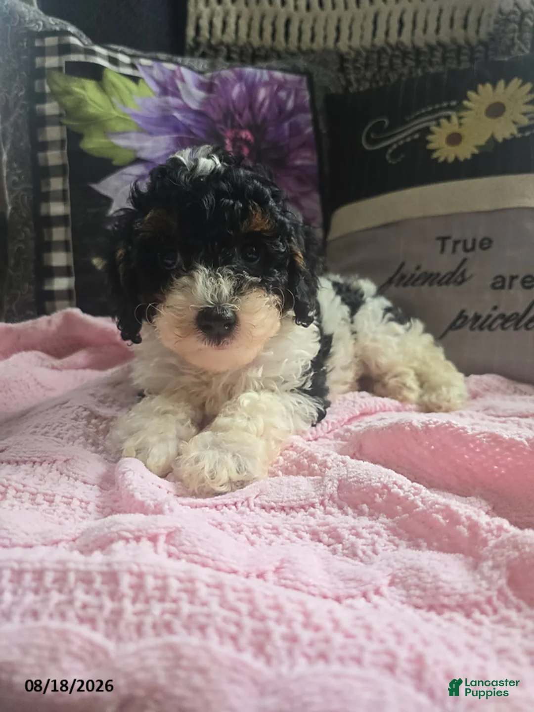 Miniature Poodle dogs for sale: Tina - Ad 2