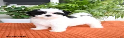 Malshi dogs for sale: Holly - Ad 4