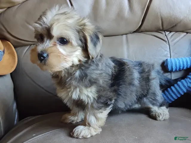 Yorkiepoo dogs for sale: Ms Teapot - Ad 2