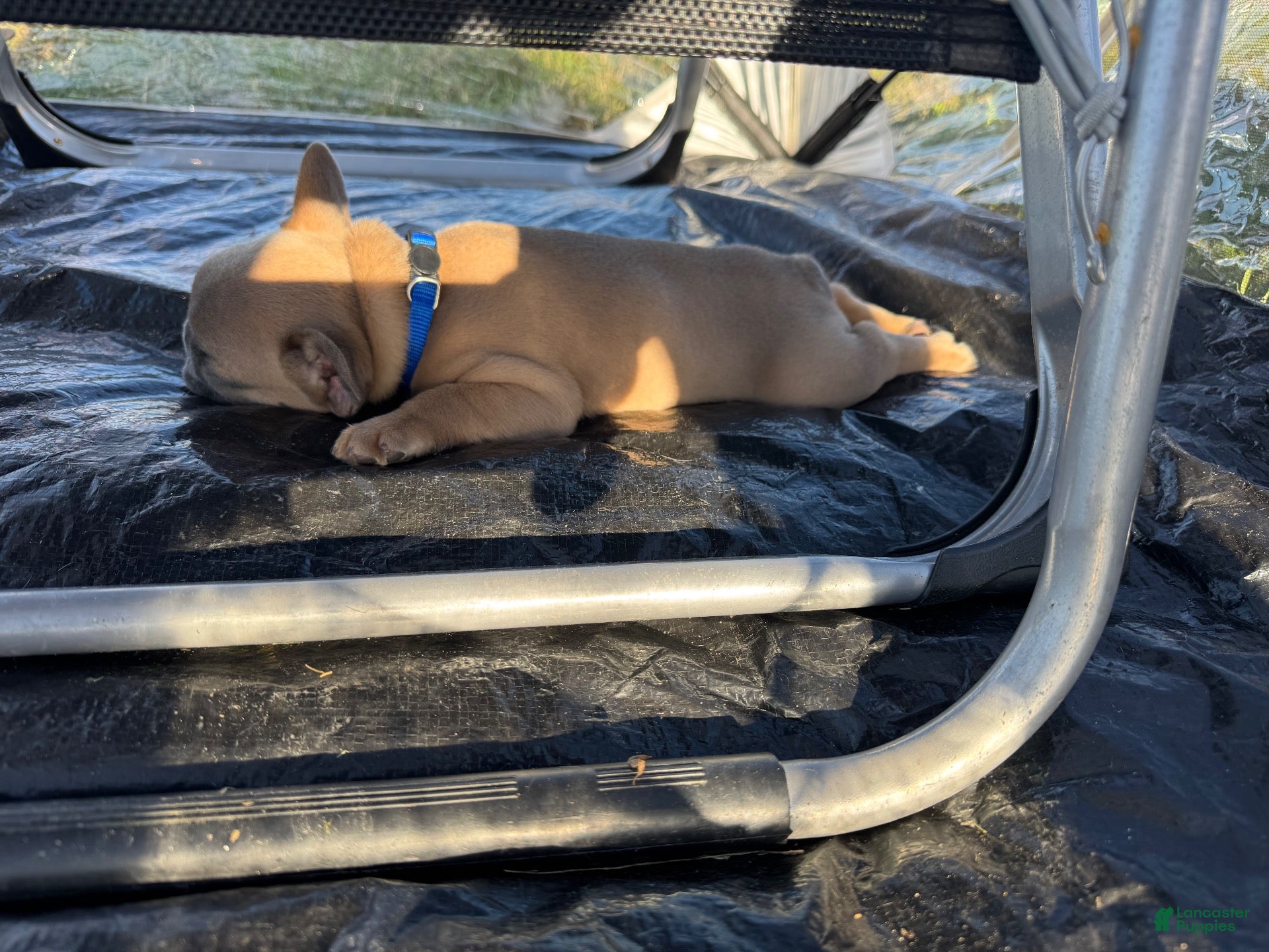 French Bulldog dogs for sale: French Bulldog 1 - Ad 2