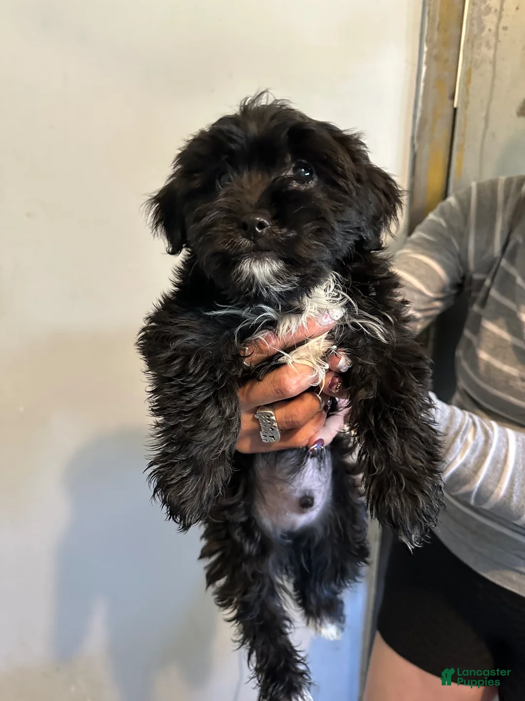 Chipoo dogs for sale: Chipoo Puppy 1 - Ad 2