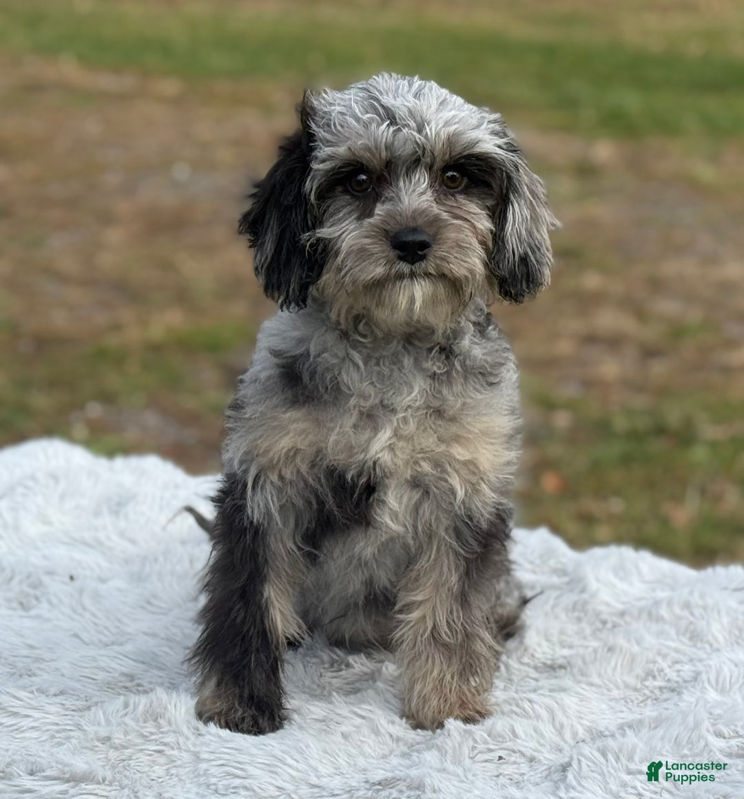 Cavapoo dogs for sale: Sasha - Ad 7