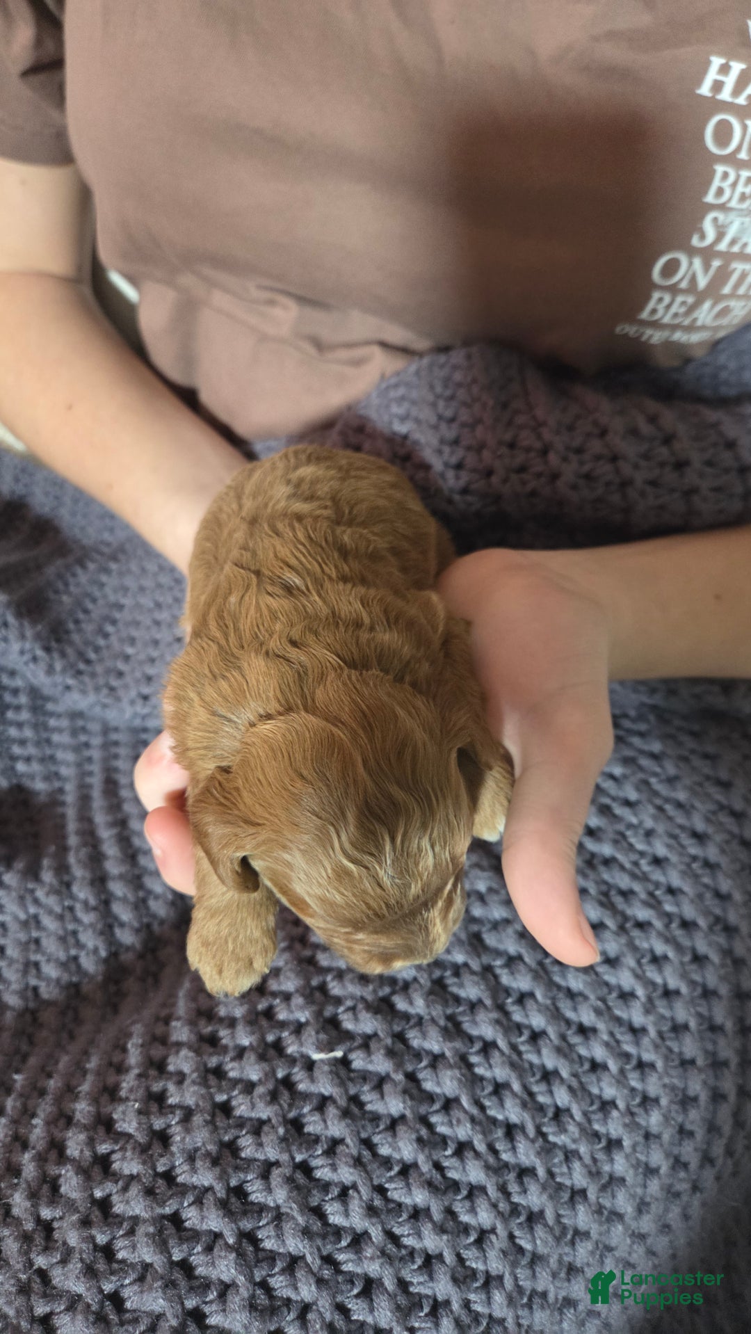 Cavapoo dogs for sale: Trey - Ad 3