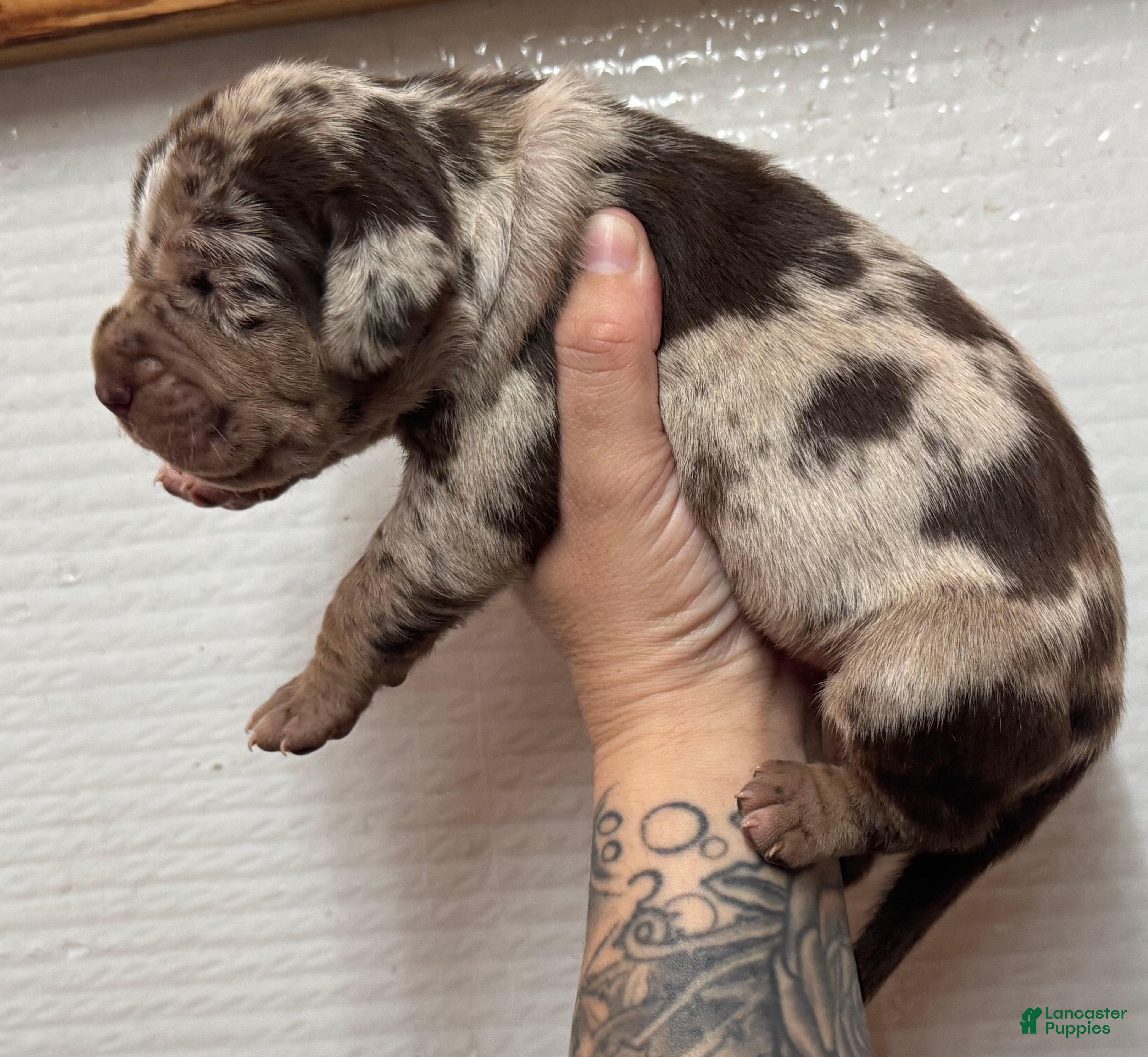 Catahoula Leopard Dog dogs Catahoula Leopard Dog Puppy 4 - Ad 1