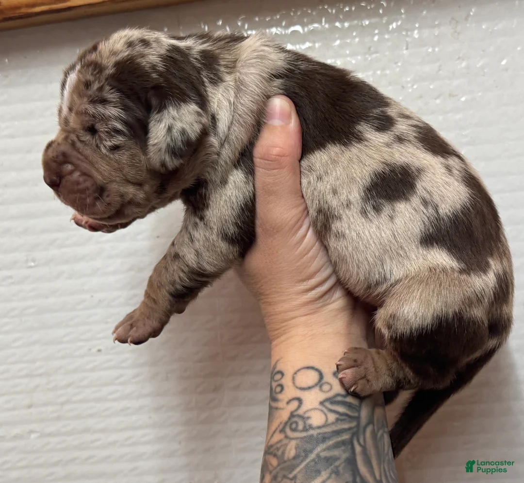 Catahoula Leopard Dog dogs for sale: Catahoula Leopard Dog Puppy 4 - Ad 1