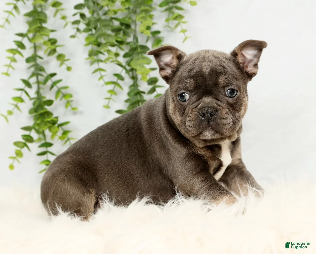 Frenchton dogs for sale: Kody - Ad 4