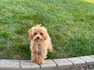 Maltipoo dogs - Ad 41