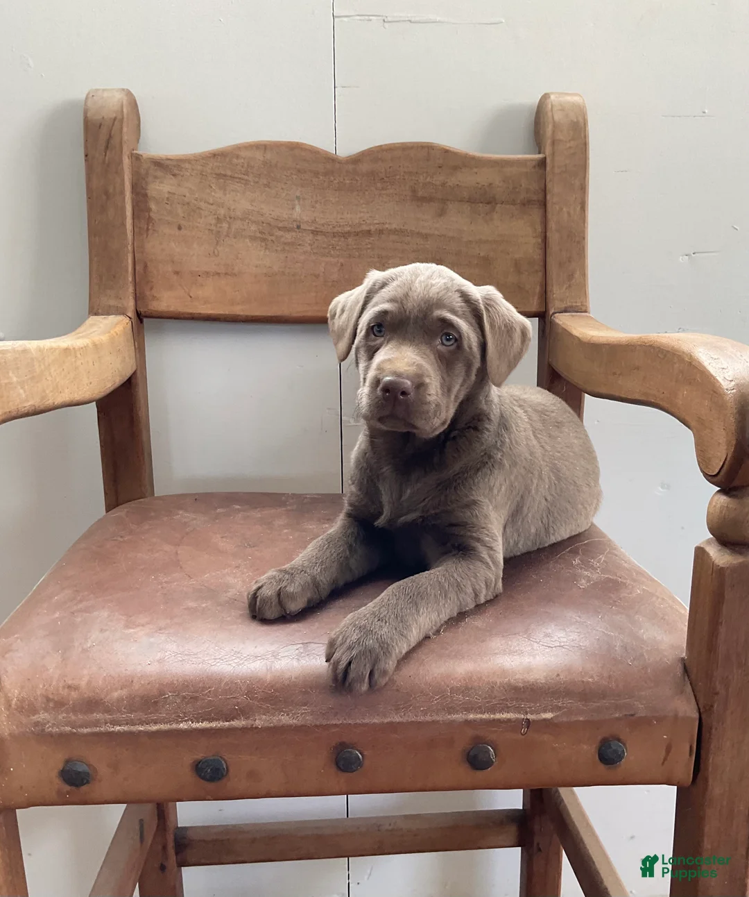 Labrador Retriever dogs for sale: Sadie - Ad 2