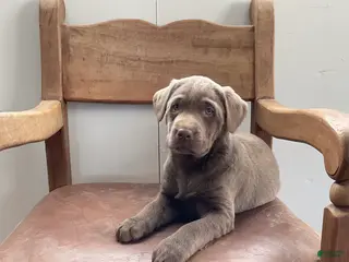 Labrador Retriever dogs Sadie - Ad 2