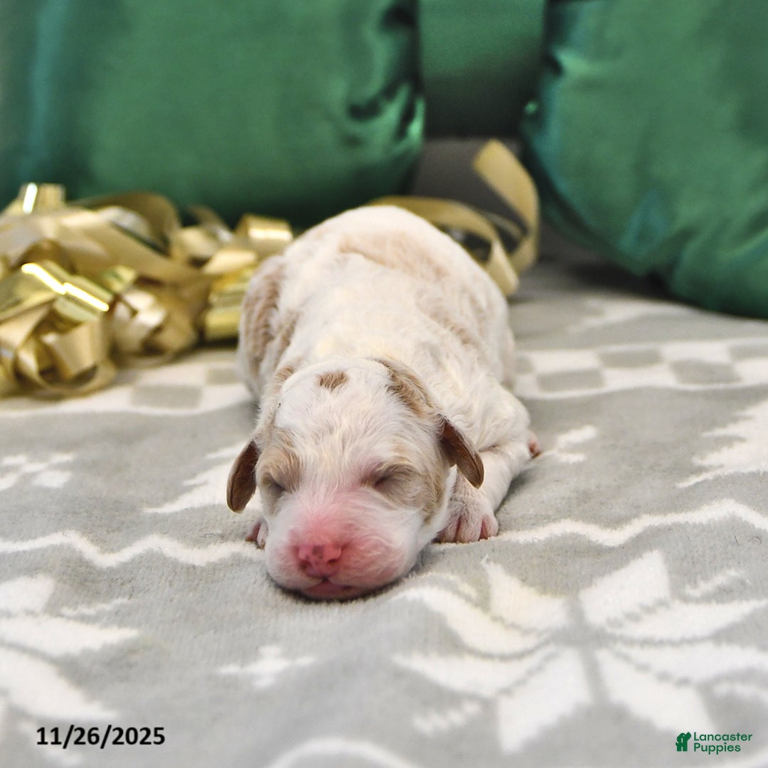 Mini Goldendoodle dogs for sale: Fletcher - Ad 1