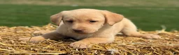 Labrador Retriever dogs for sale: Geneva - Ad 2