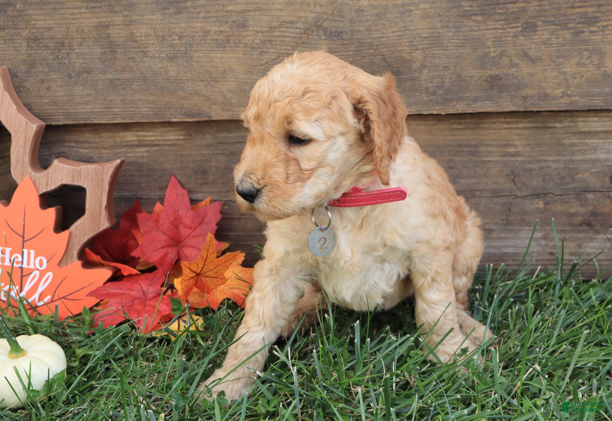 Goldendoodle dogs Mia - Ad 2