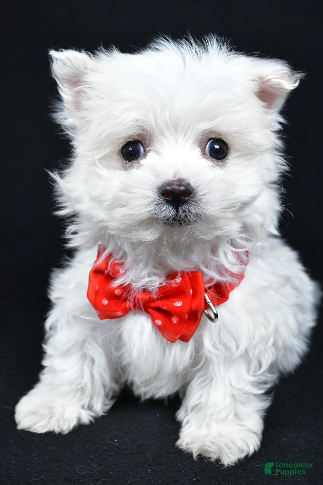 Maltese dogs for sale: Alexander - Ad 6