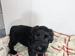 Giant Schnauzer dogs for sale: Giant Schnauzer Puppy 4 Green - Ad 3